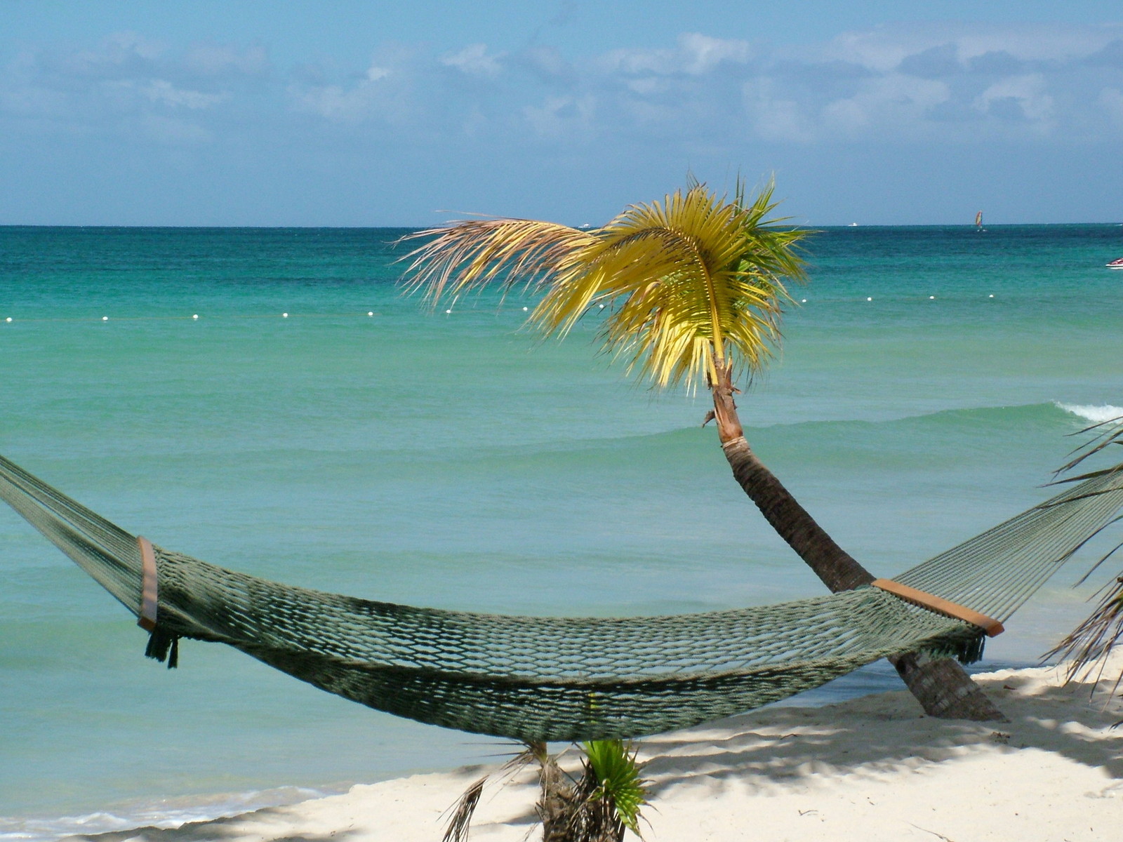 Jamaican beach with palm trees