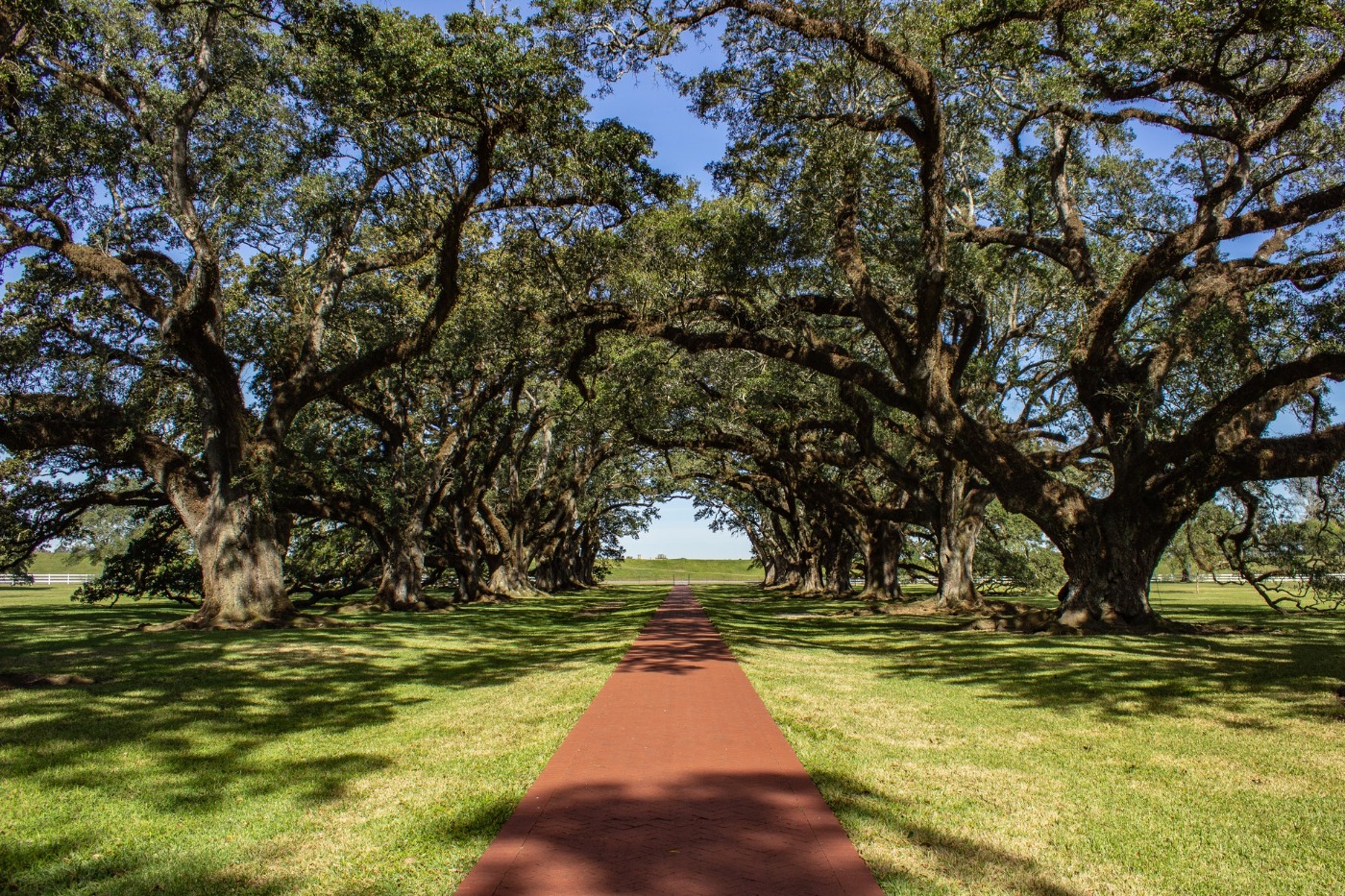 Louisiana Landscape
