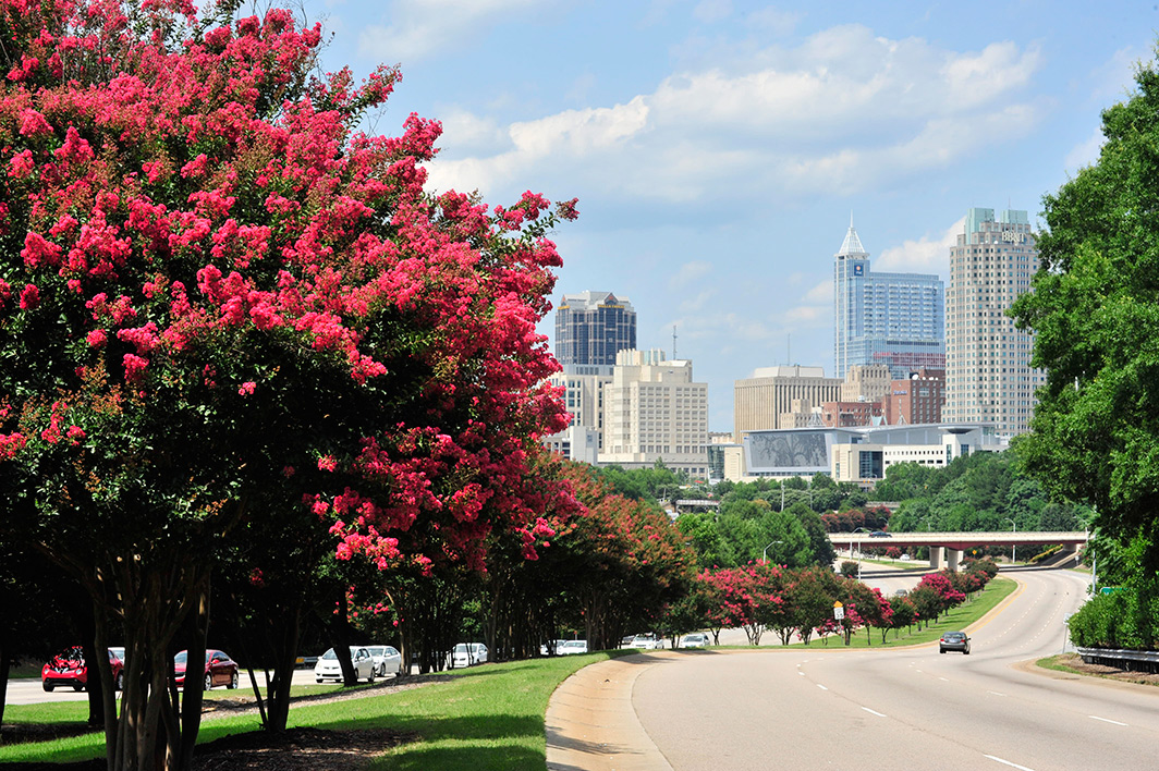 North Carolina Landscape
